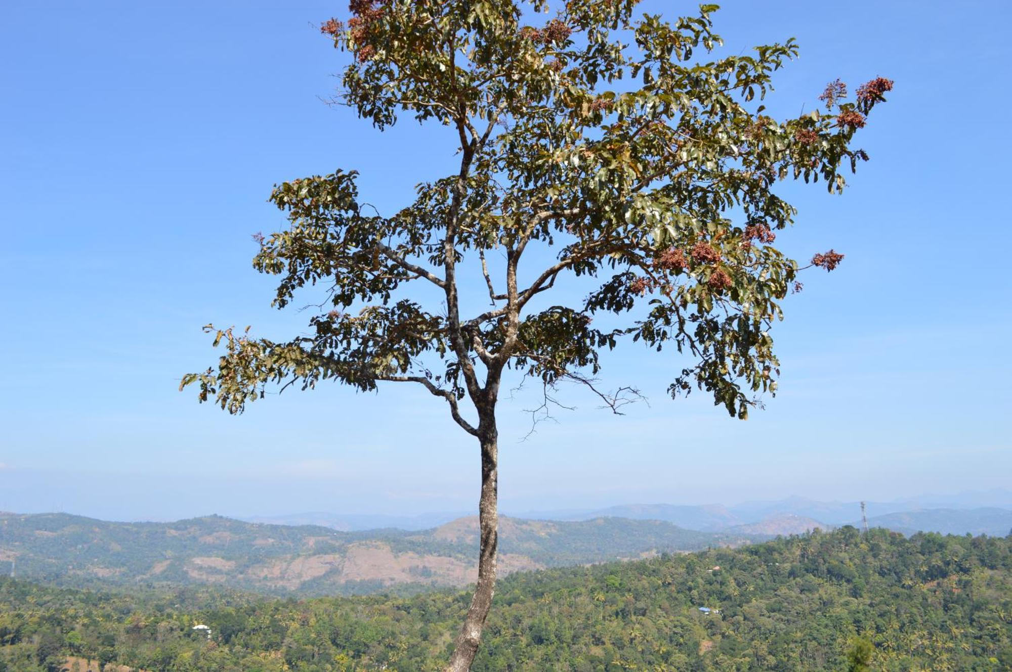 Ashramam Health Resort Kattappana ภายนอก รูปภาพ